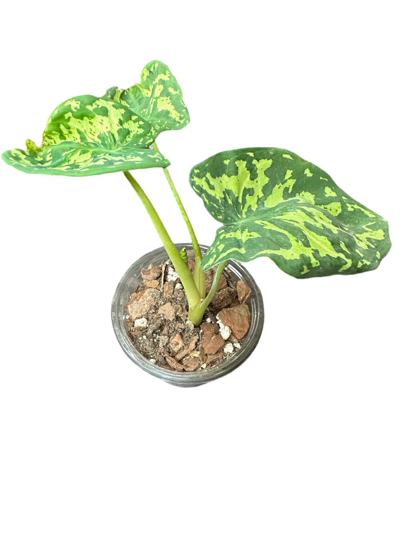 Caladium Hilo Beauty