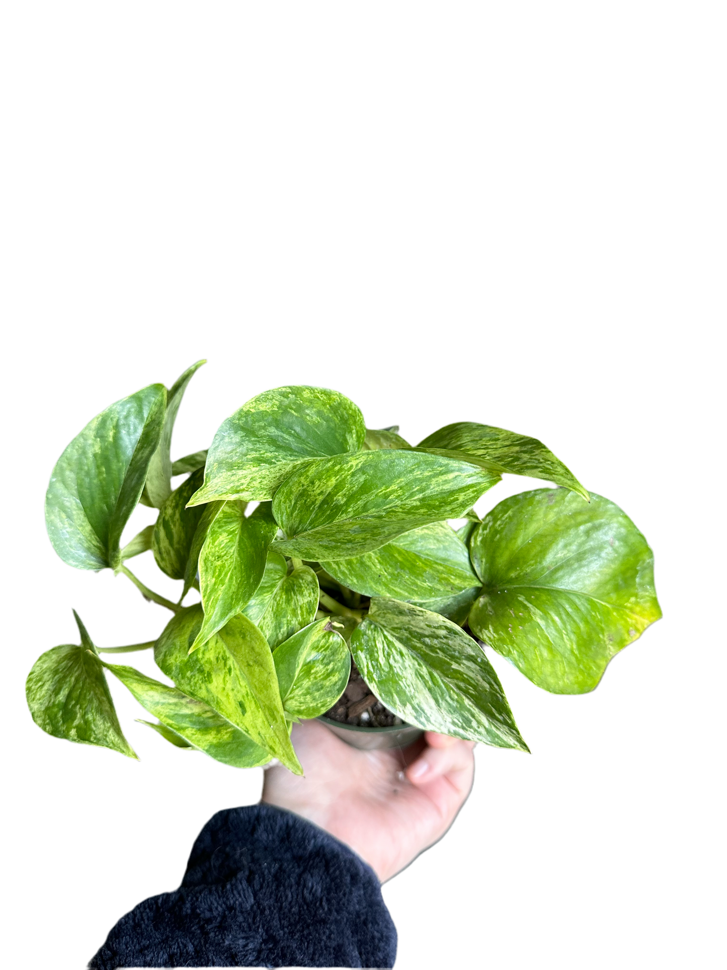 Marble Queen Pothos