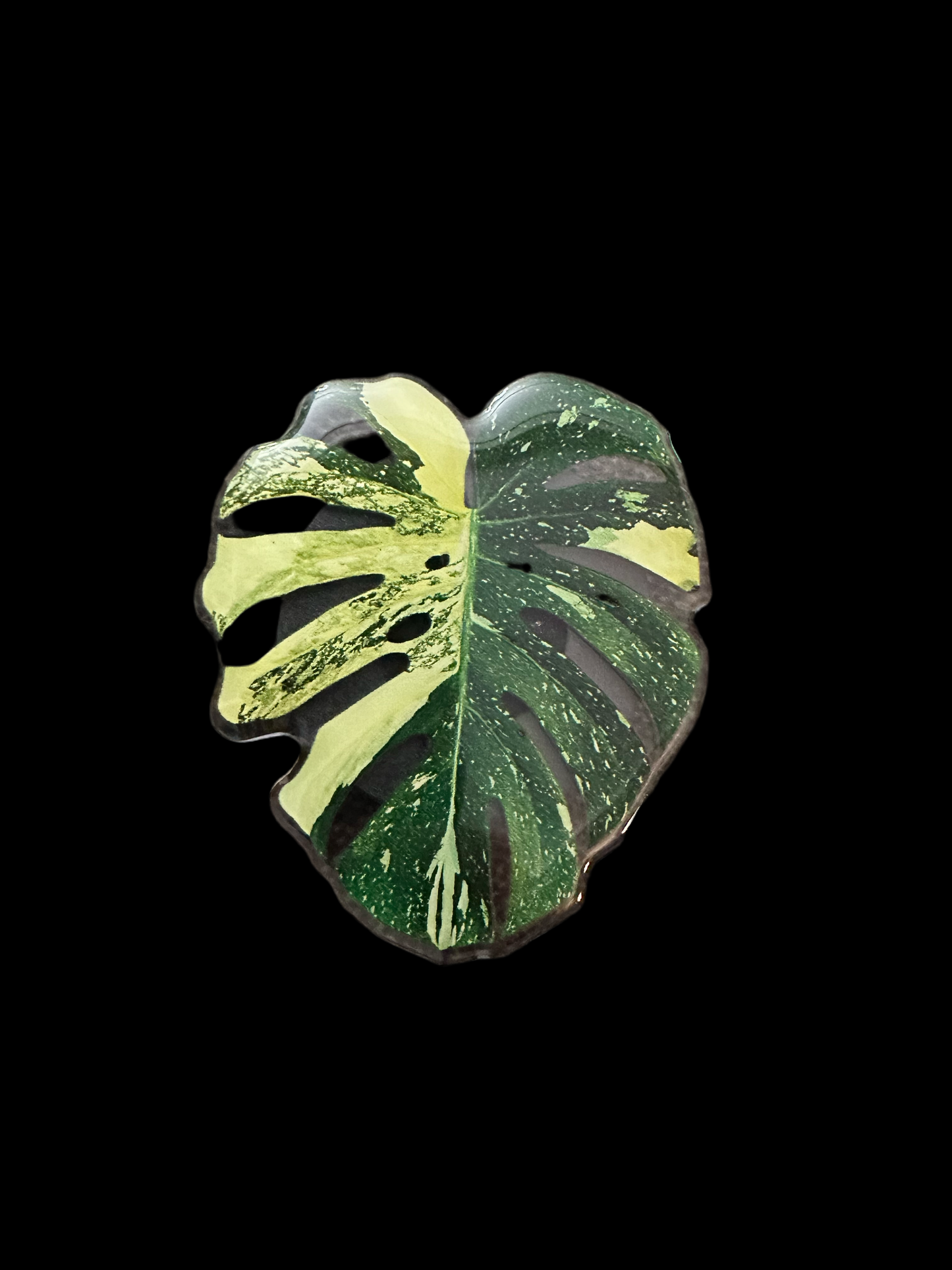 Fenestrated monstera aurea pop socket