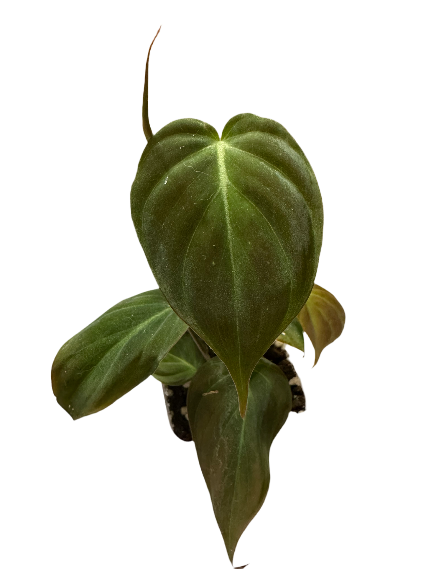 Philodendron Mican