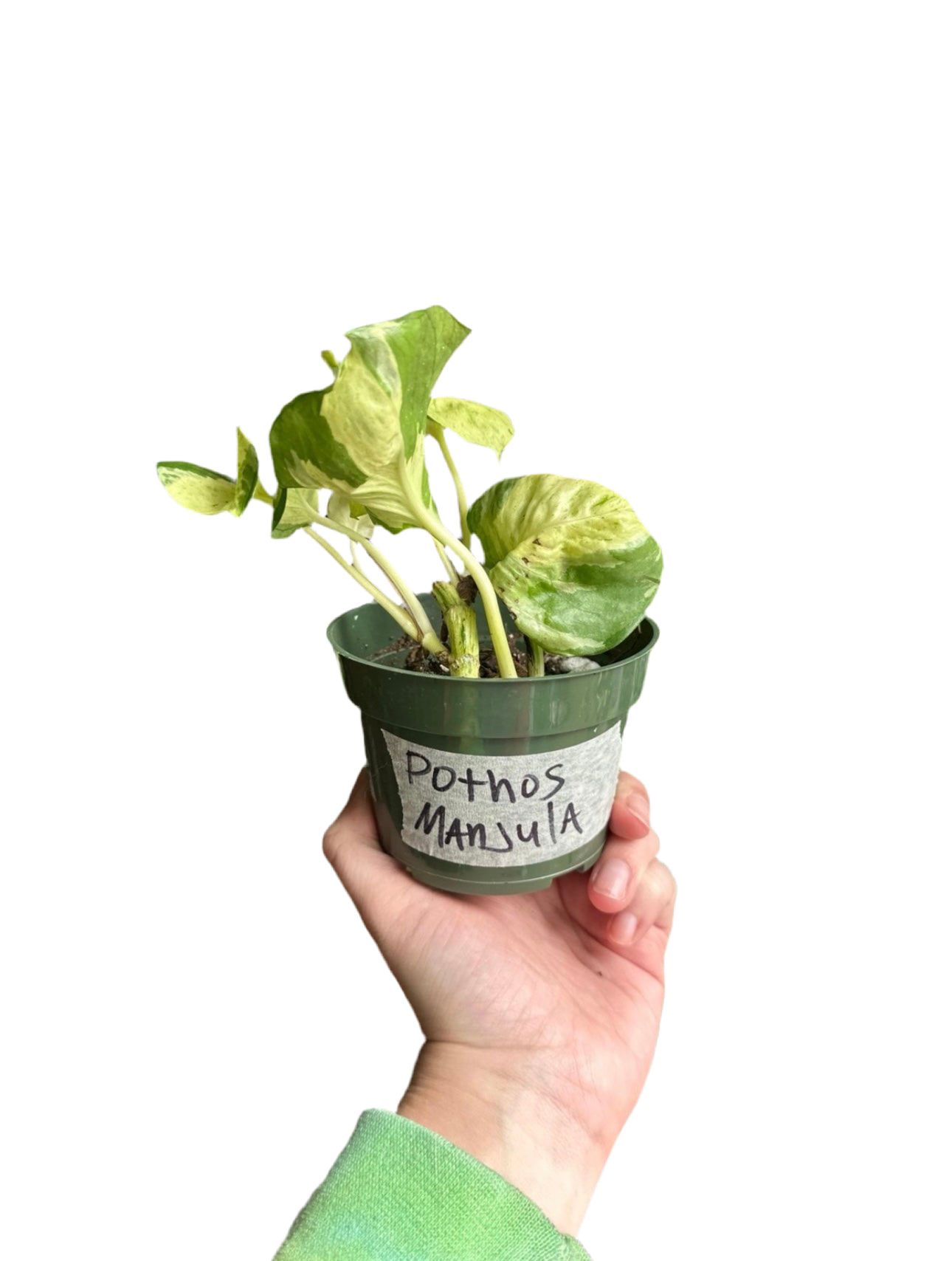 Manjula Pothos